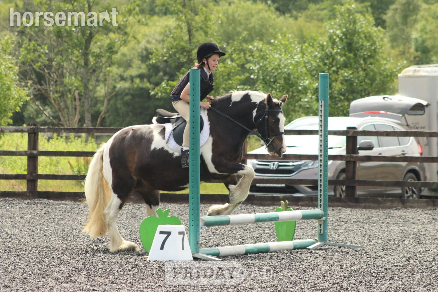 Swansea "Dolly" Skewbald Mare Family Horse