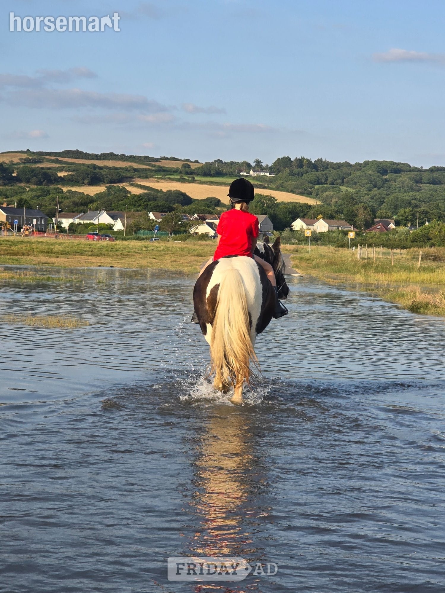 "Dolly" Skewbald Mare Family Horse - Horses