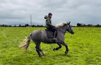 "Rosie: ultra quiet, steady, reliable, patient happy hacker" Iron Grey Mare Happy Hacker