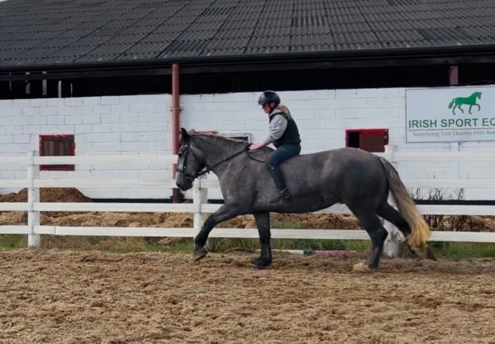 Raheen "Rosie: ultra quiet, steady, reliable, patient happy hacker" Iron Grey Mare Happy Hacker