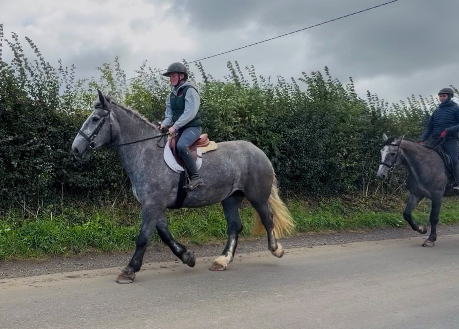 "Rosie: ultra quiet, steady, reliable, patient happy hacker" Iron Grey Mare Happy Hacker - Horses in Raheen