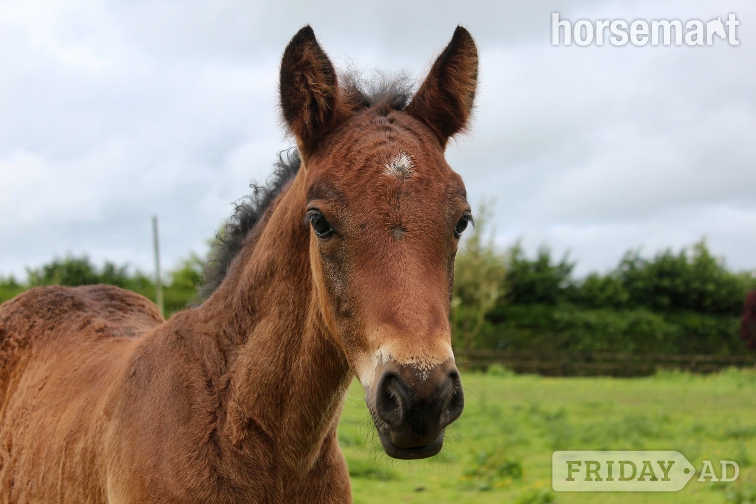 "AJ" Bay Colt Youngstock / Foal in Rhode