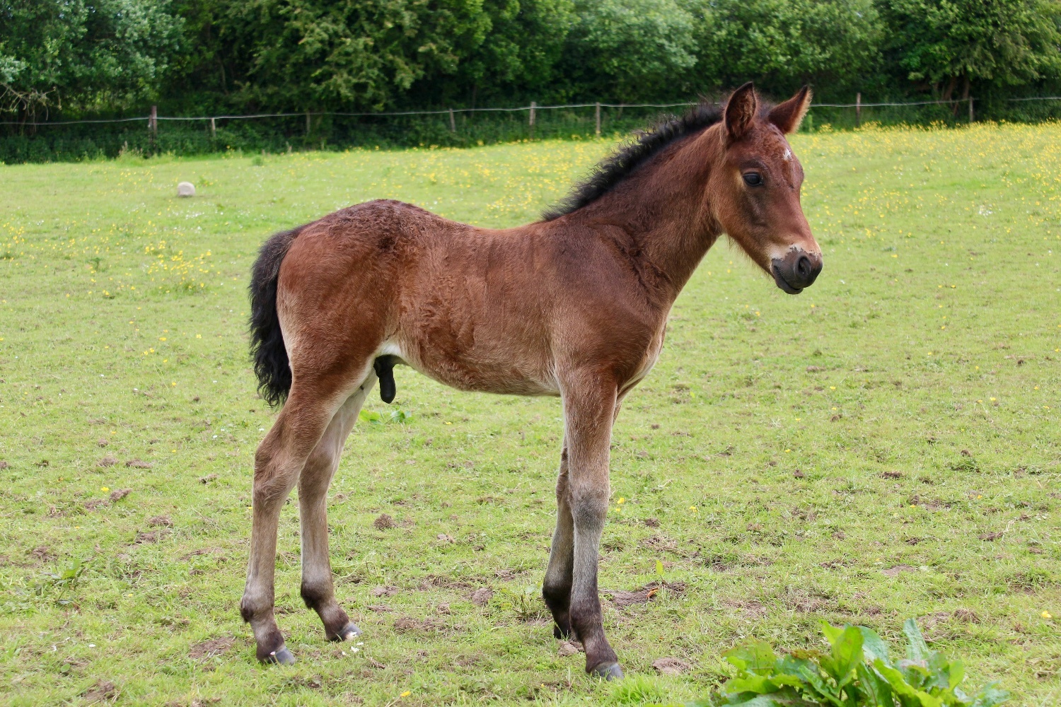 "AJ" Bay Colt Youngstock / Foal