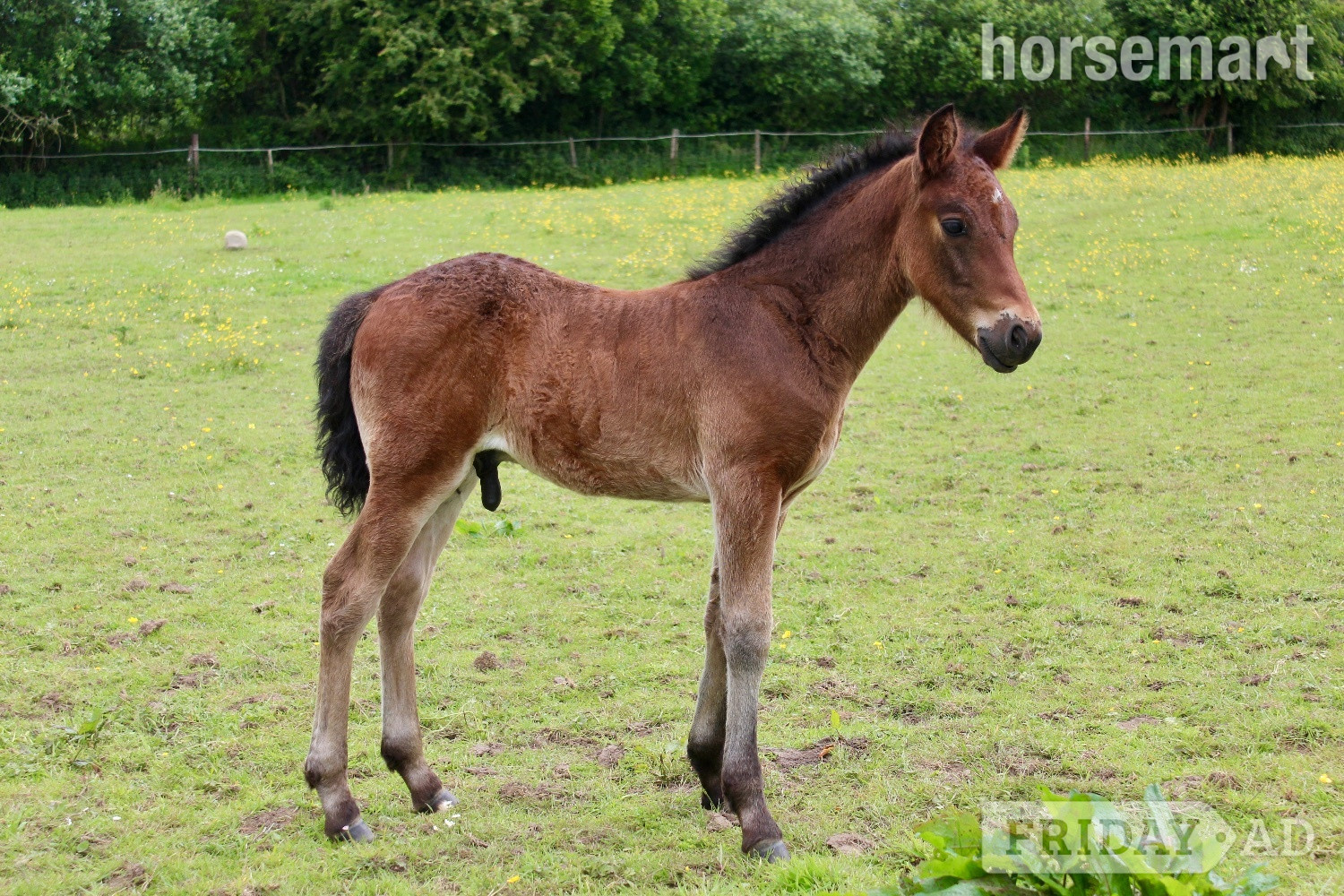 "AJ" Bay Colt Youngstock / Foal
