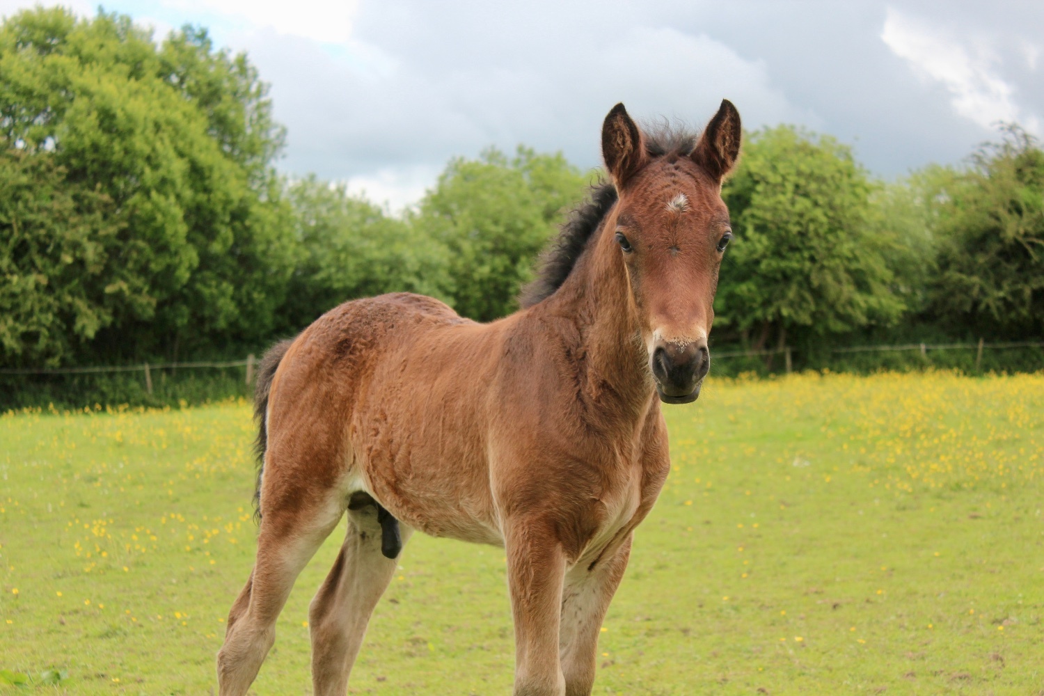 Rhode "AJ" Bay Colt Youngstock / Foal