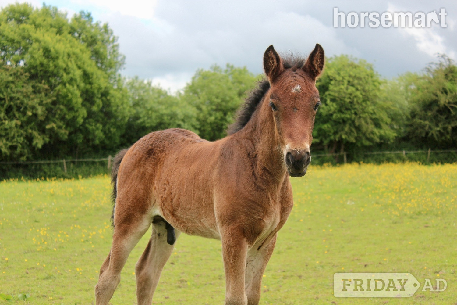 Rhode "AJ" Bay Colt Youngstock / Foal