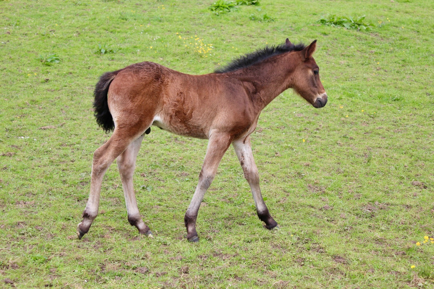 "AJ" Bay Colt Youngstock / Foal - Horses in Rhode