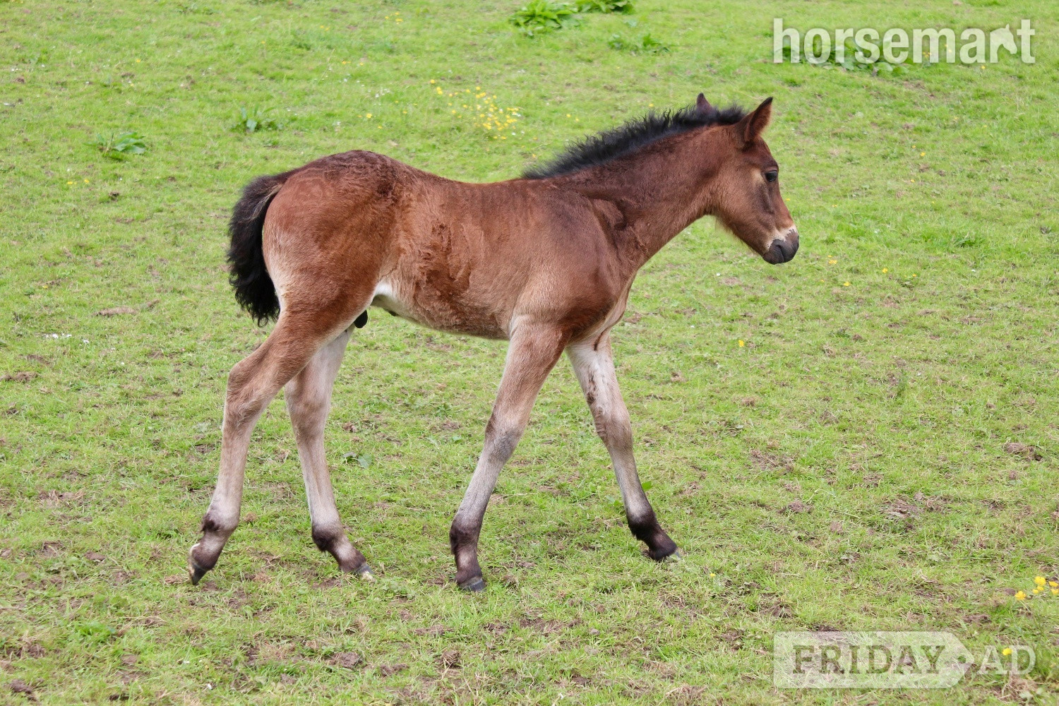 "AJ" Bay Colt Youngstock / Foal - Horses in Rhode