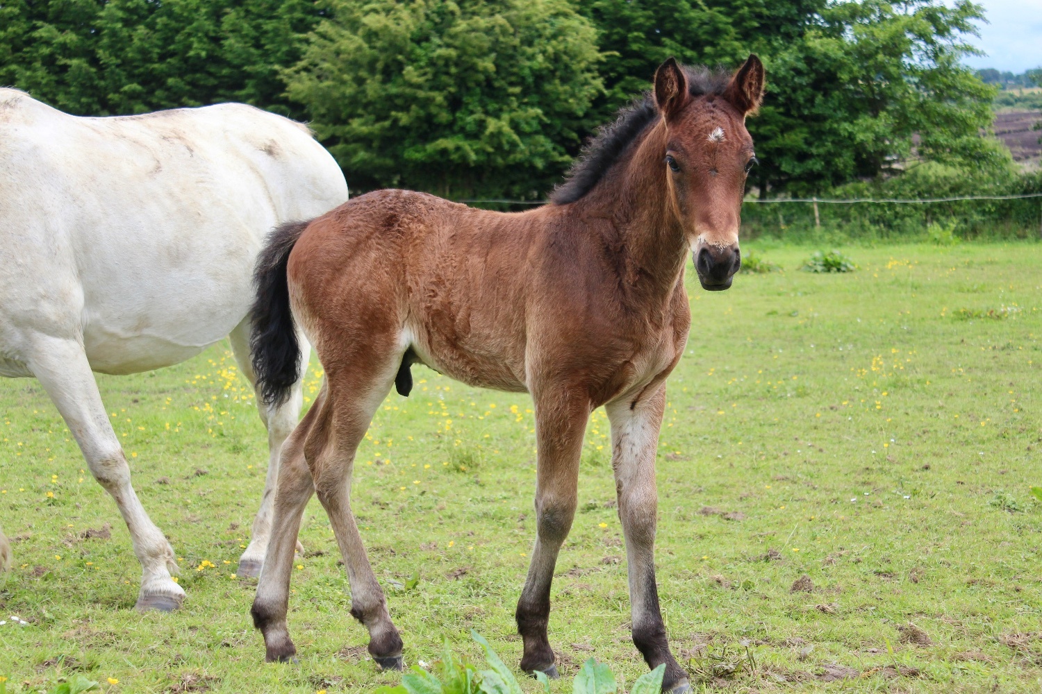 "AJ" Bay Colt Youngstock / Foal - Horses