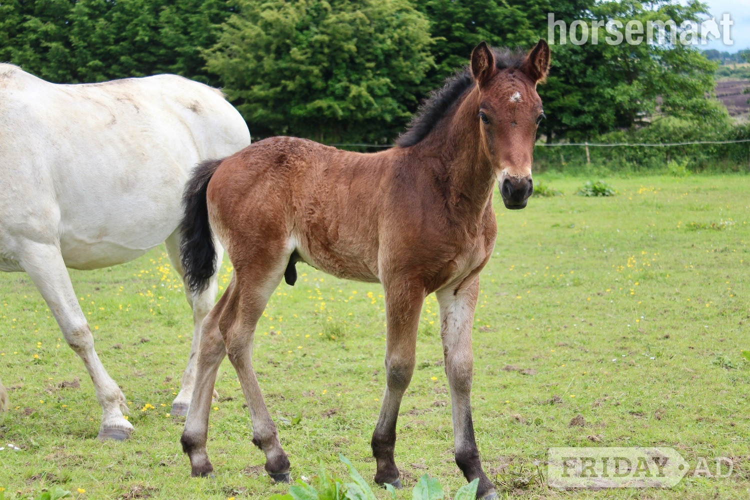 "AJ" Bay Colt Youngstock / Foal - Horses