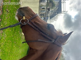 "Remi " Chestnut Gelding All Rounder