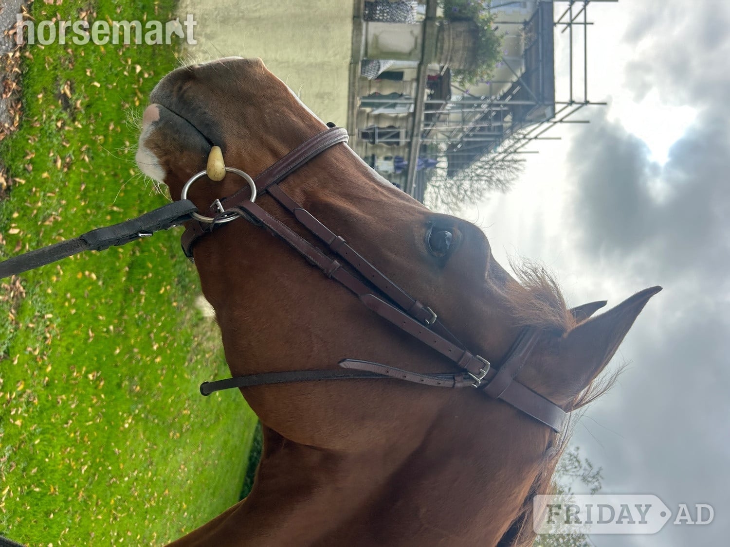 "Remi " Chestnut Gelding All Rounder in Carmarthen