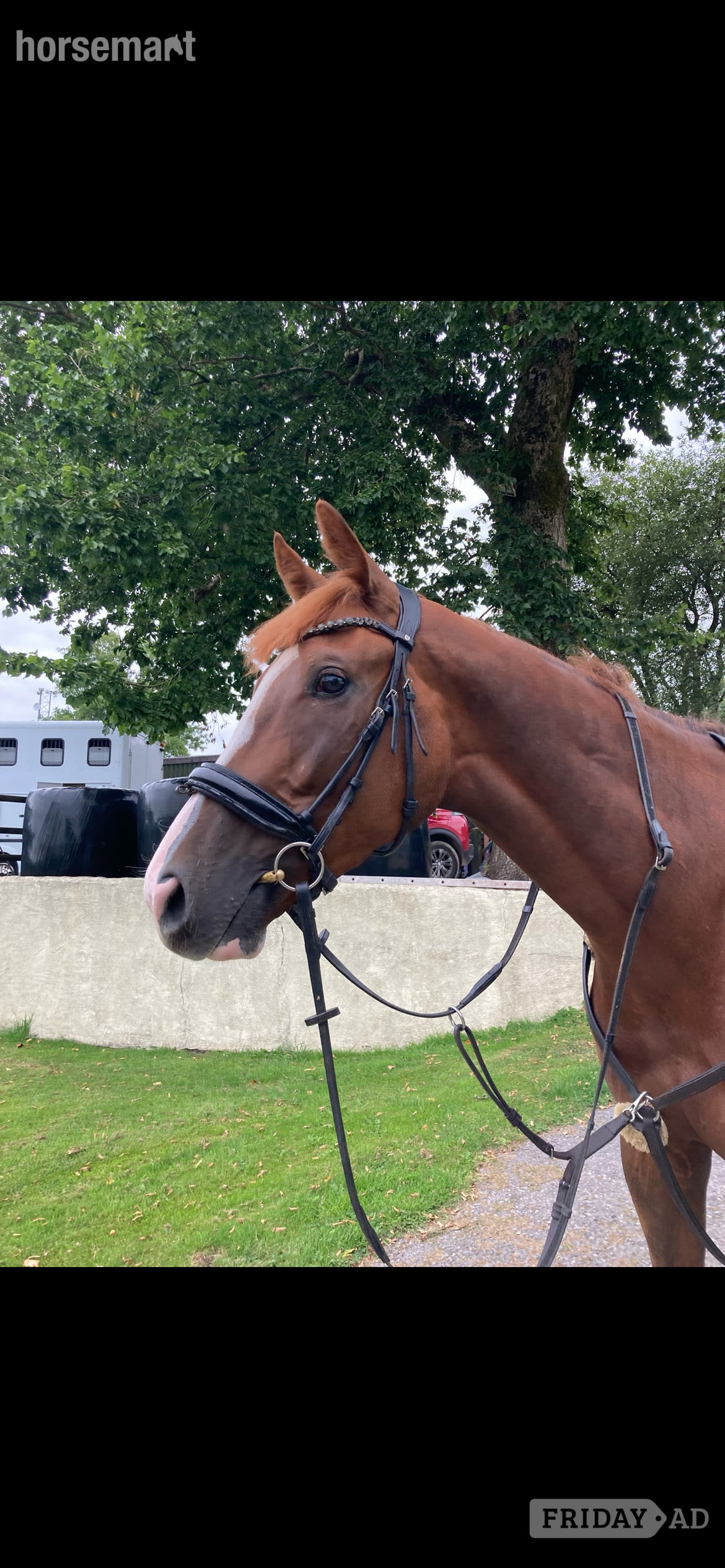 "Remi " Chestnut Gelding All Rounder