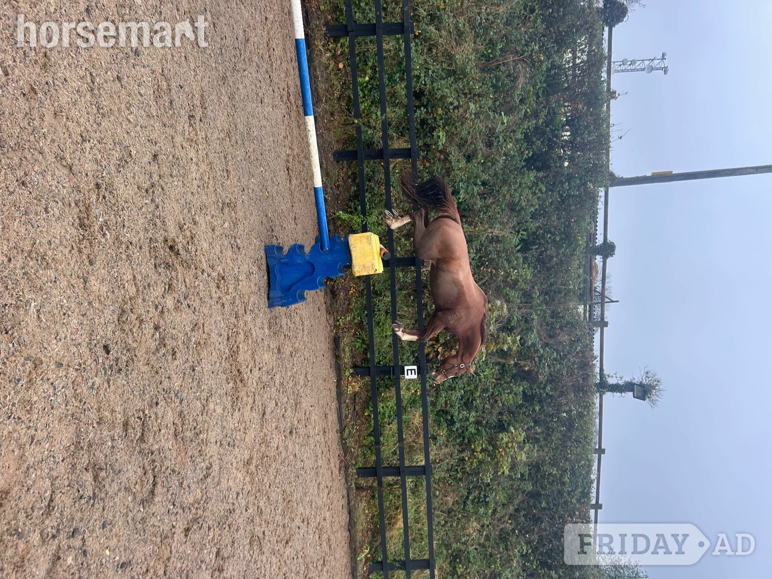 Carmarthen "Remi " Chestnut Gelding All Rounder