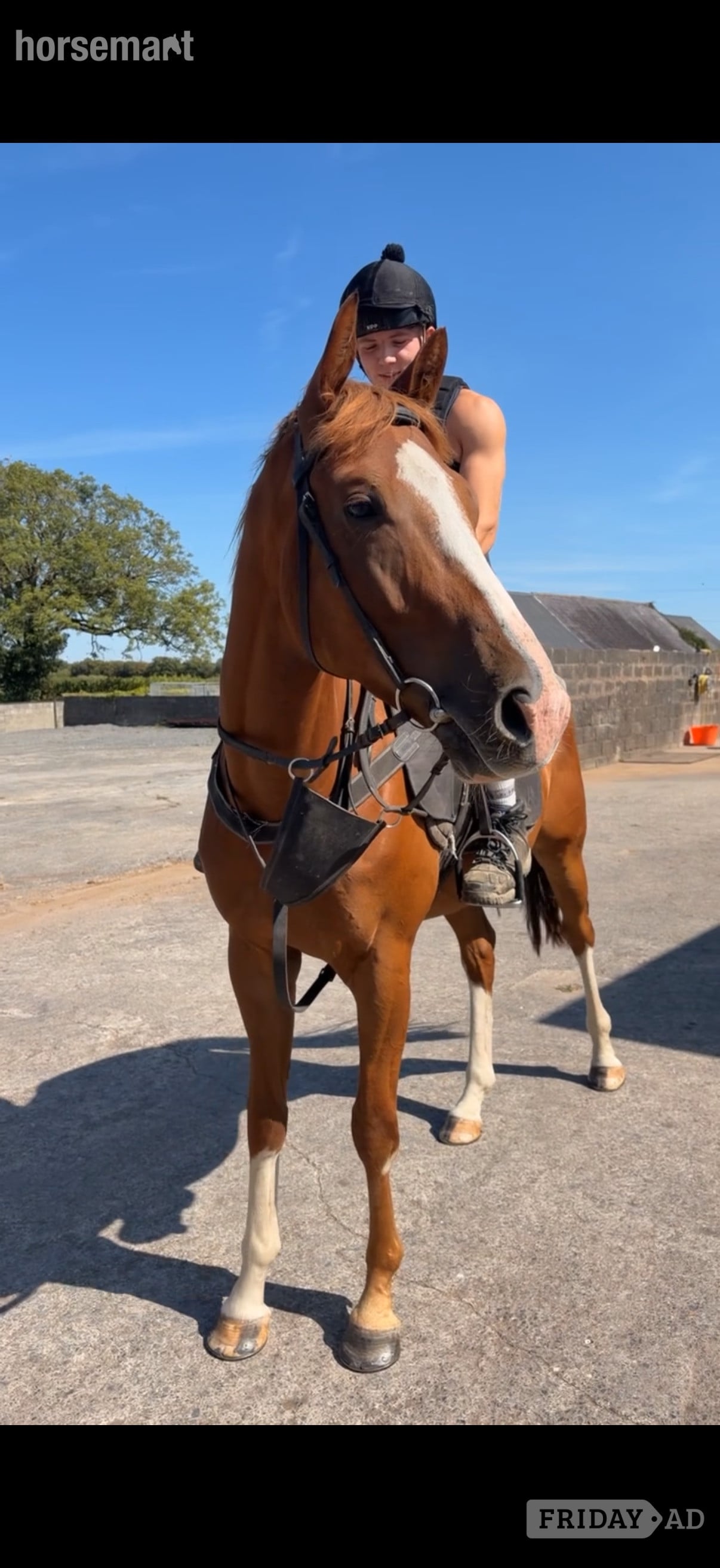 "Remi " Chestnut Gelding All Rounder - Horses in Carmarthen