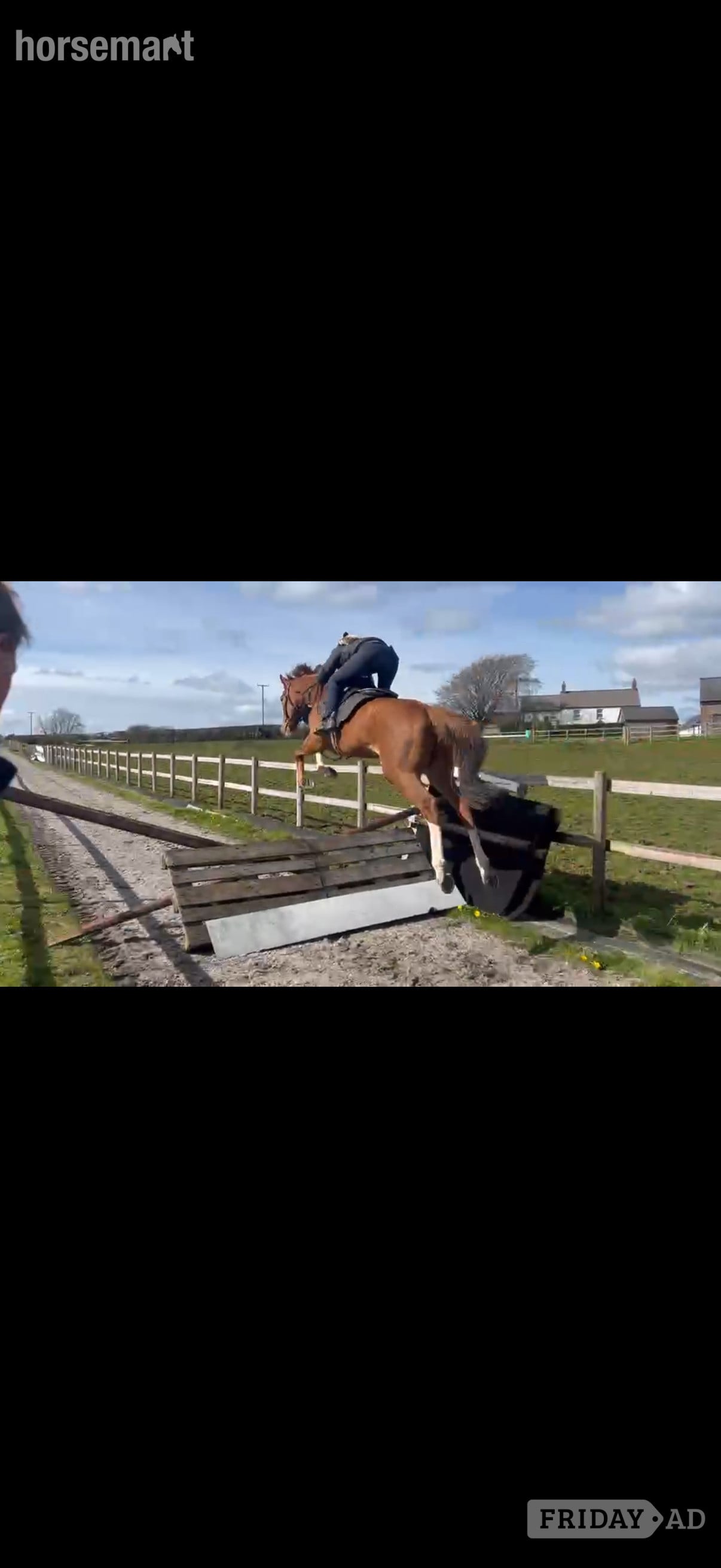 "Remi " Chestnut Gelding All Rounder - Horses