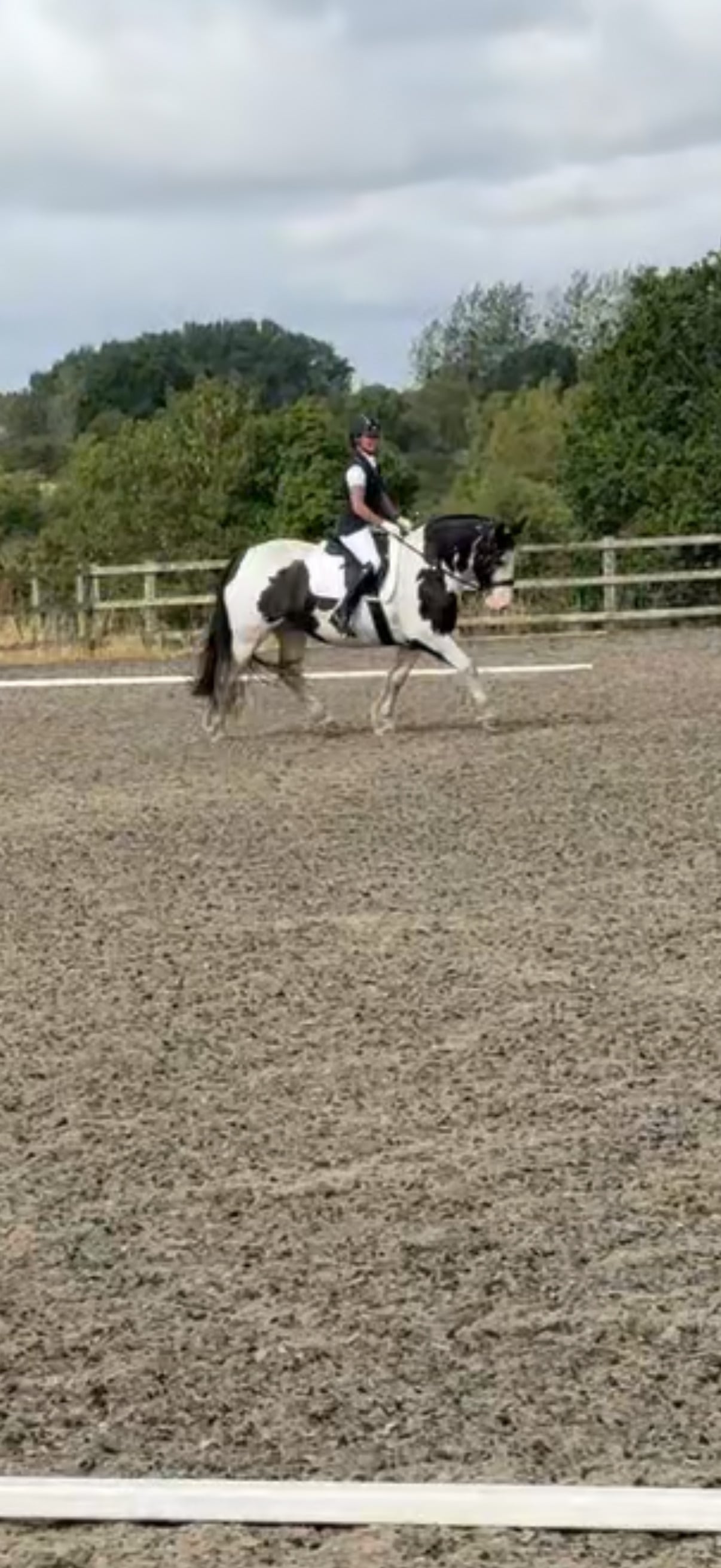 Worcester "Dolly Mixture" Piebald Mare Cob/Heavy Horse