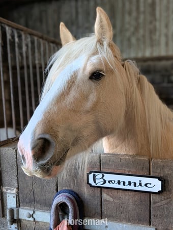  🦄 PART LOAN – Bonnie, Sweet Young Gypsy Cob Mare 🦄