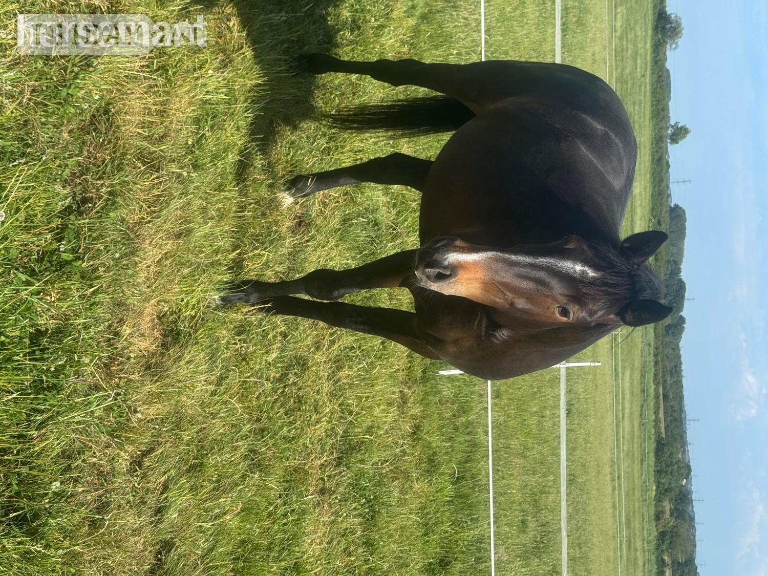 "Evie Grace 'Seren'" Bay Roan Mare Project Horse in Padbury