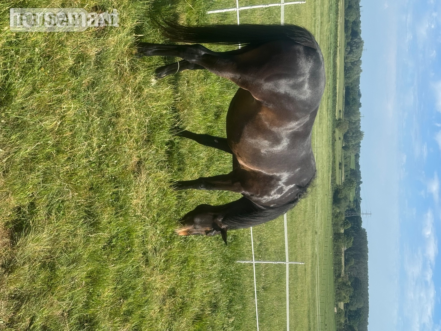 "Evie Grace 'Seren'" Bay Roan Mare Project Horse