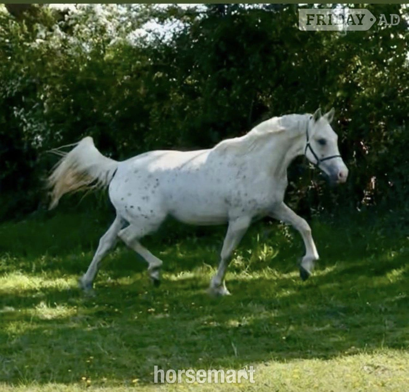"GKJ Life's a Peach" Palomino Filly Young Sport Horse in Lymington