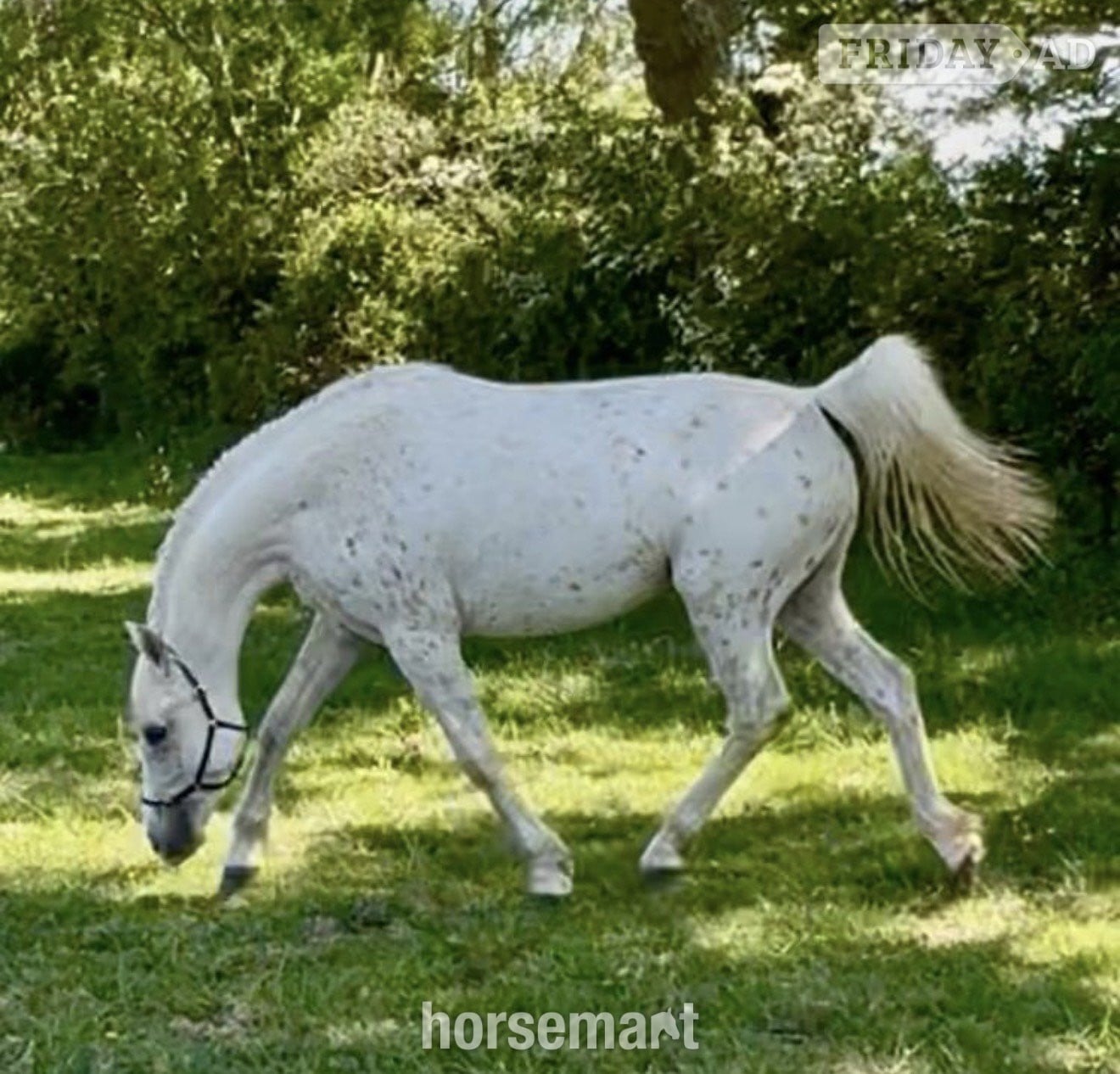 "GKJ Life's a Peach" Palomino Filly Young Sport Horse
