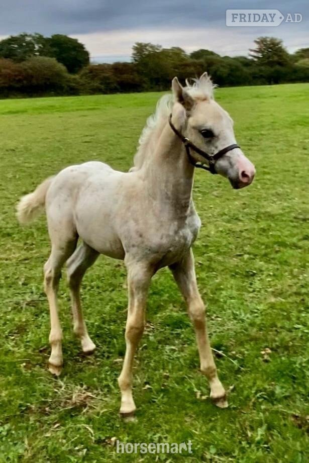 Lymington "GKJ Life's a Peach" Palomino Filly Young Sport Horse