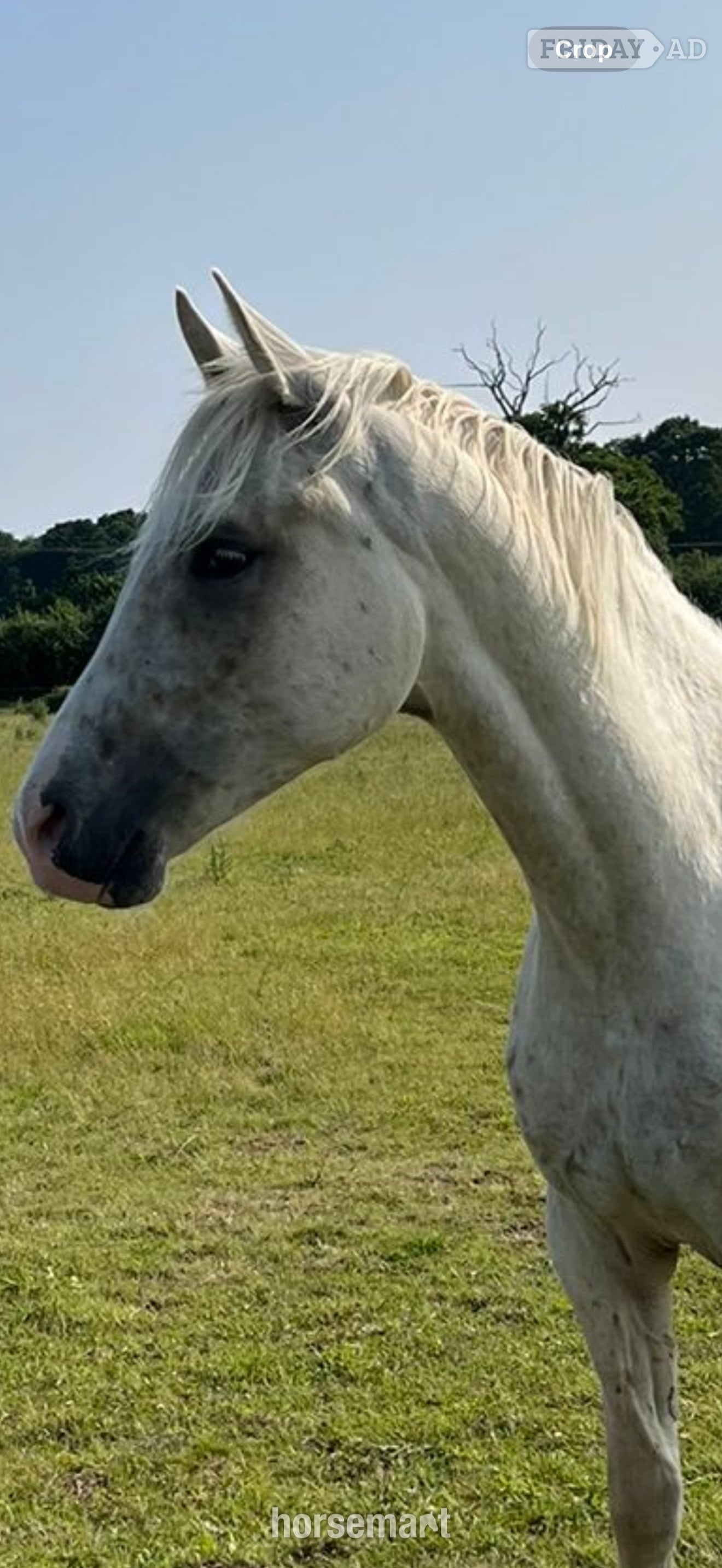 "GKJ Life's a Peach" Palomino Filly Young Sport Horse - Horses in Lymington