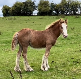 "Quality-Show Cob Prospect " Chestnut Filly Youngstock / Foal