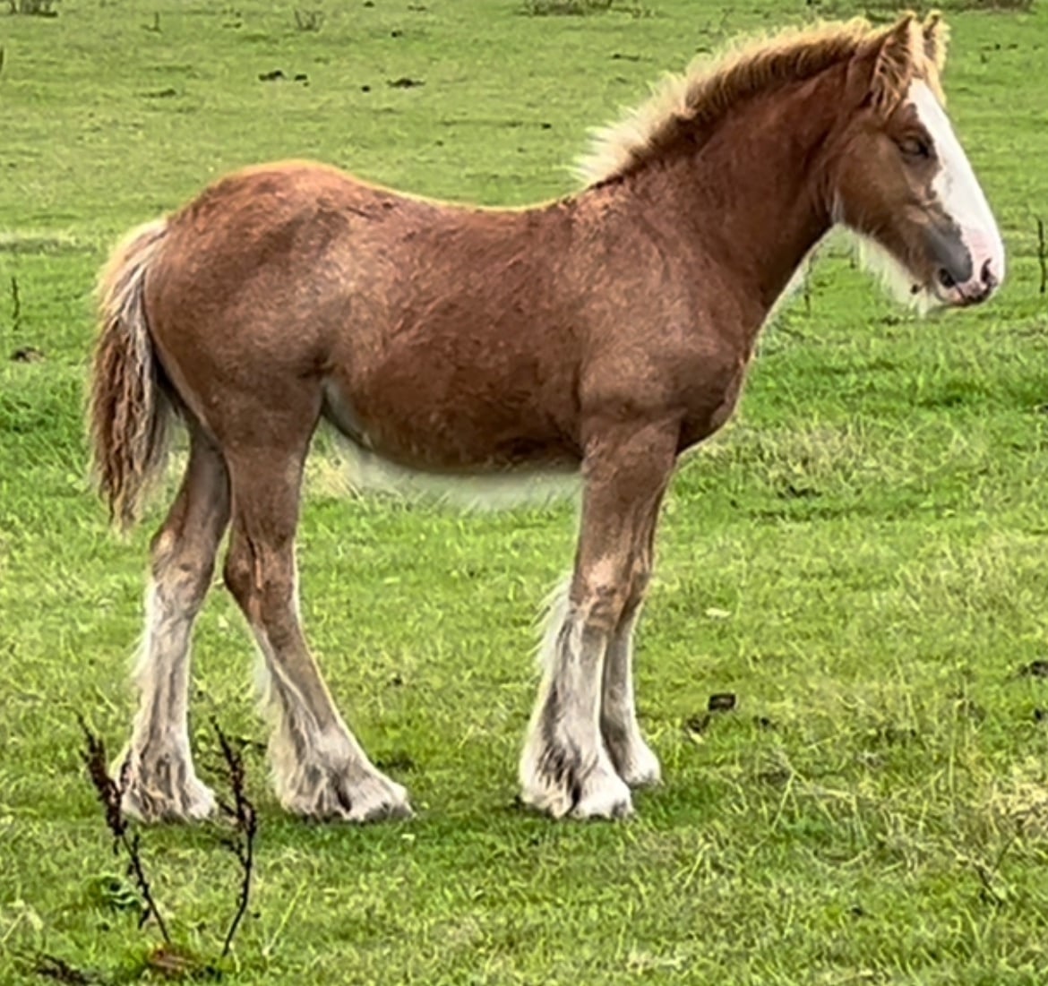 Leeds "Quality-Show Cob Prospect " Chestnut Filly Youngstock / Foal