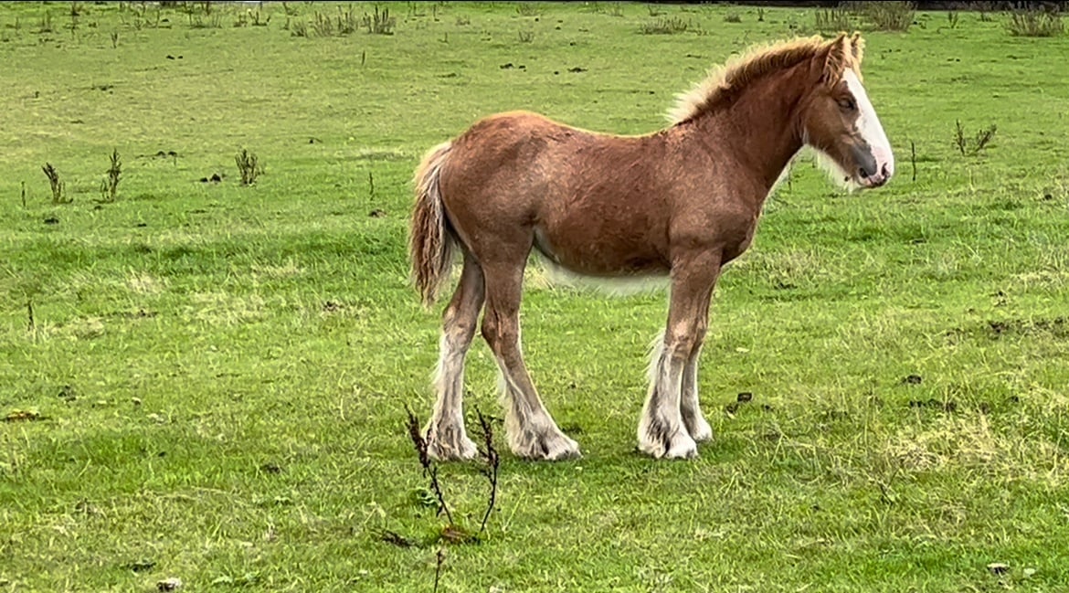 "Quality-Show Cob Prospect " Chestnut Filly Youngstock / Foal - Horses in Leeds