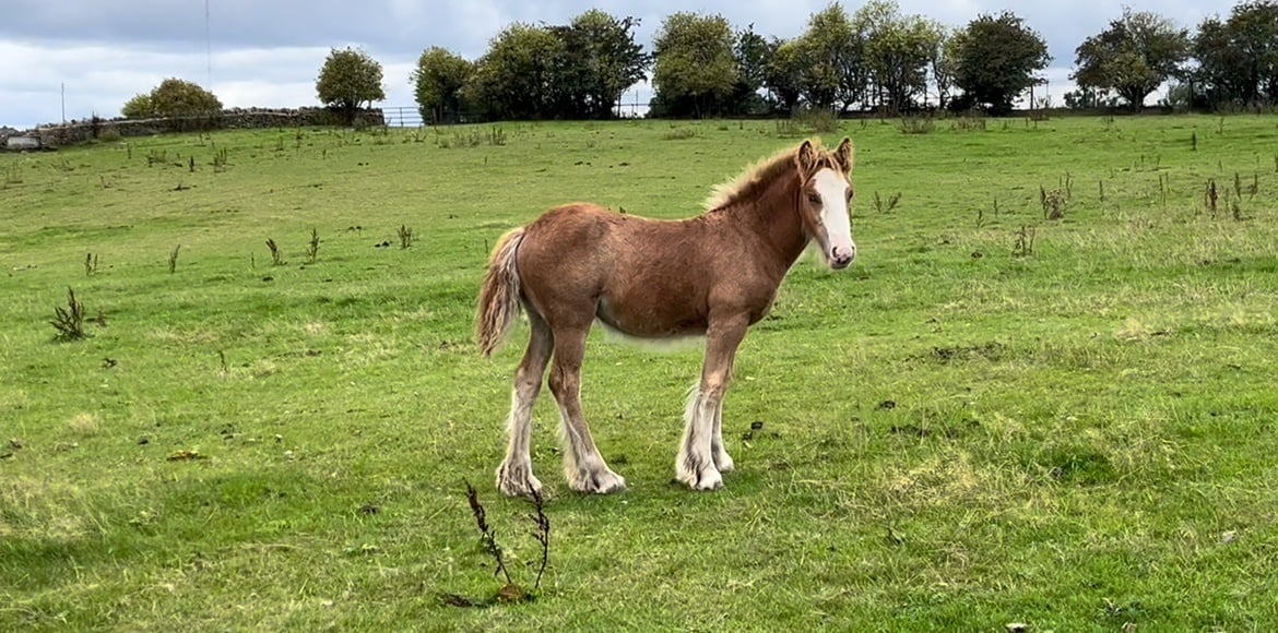 "Quality-Show Cob Prospect " Chestnut Filly Youngstock / Foal - Horses