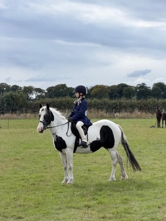 "Annie" Piebald Mare All Rounder