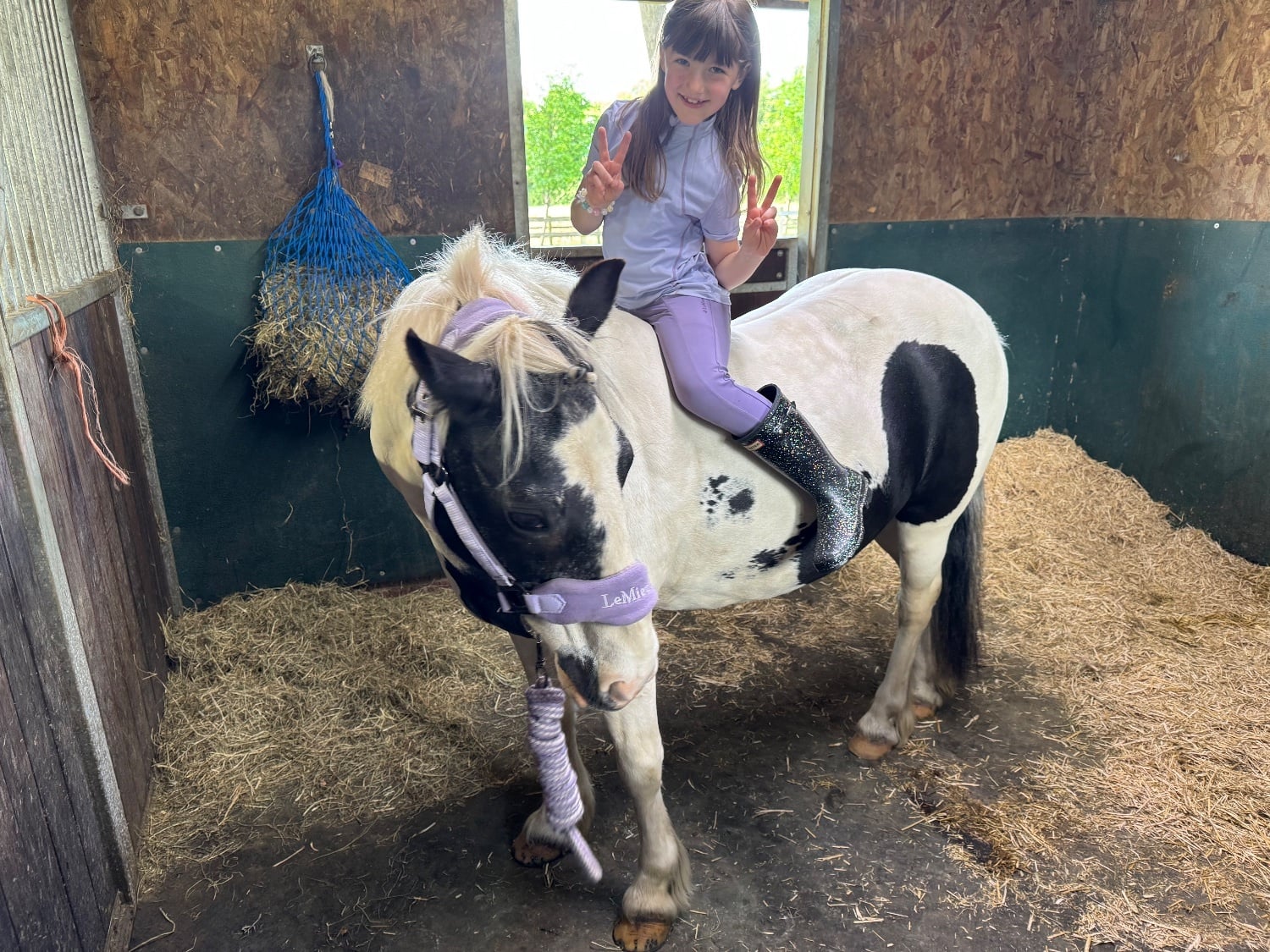 "Annie" Piebald Mare All Rounder - Horses