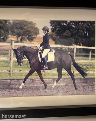 "Havana " Dark Bay Mare Dressage Horse