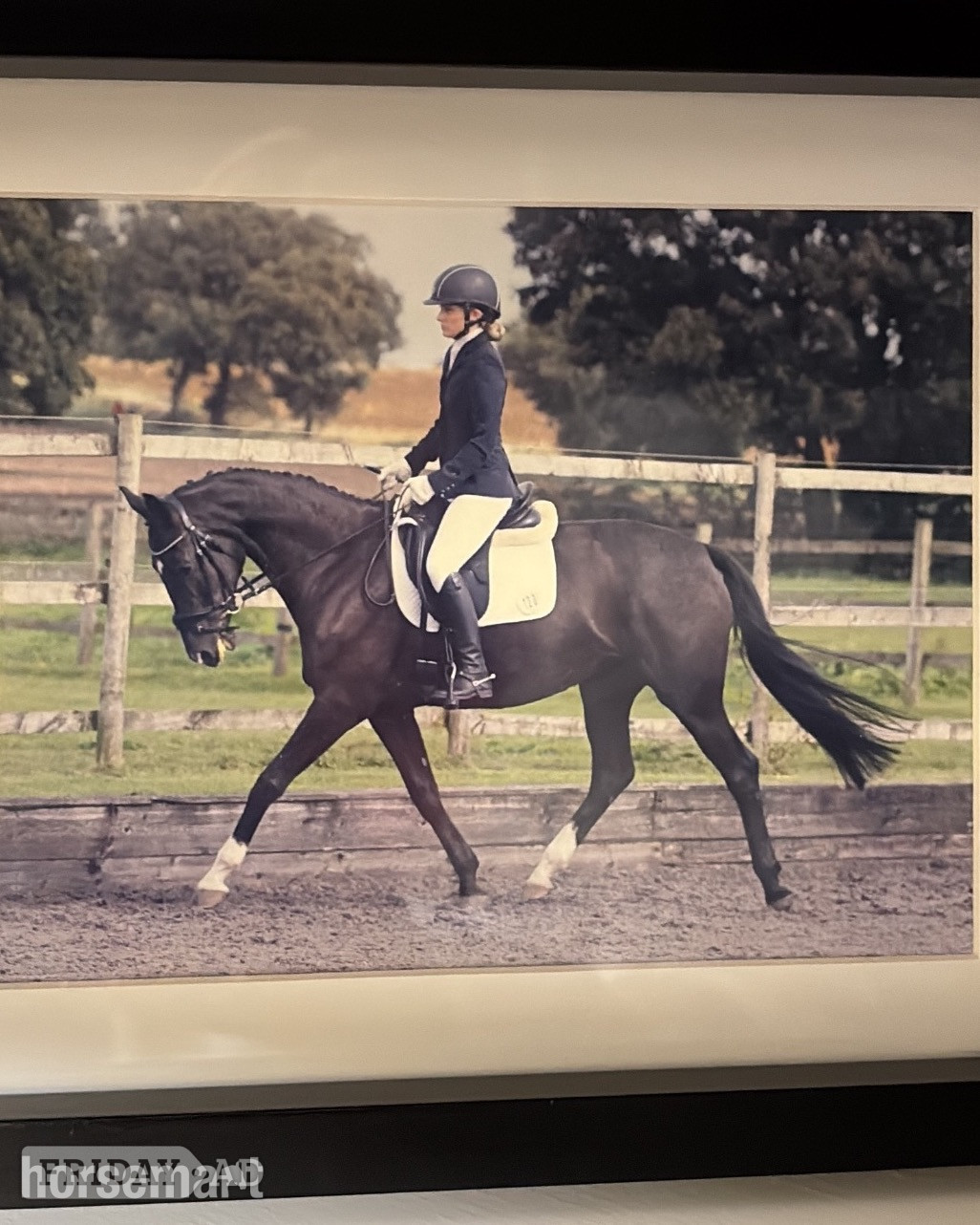 "Havana " Dark Bay Mare Dressage Horse in St Helens