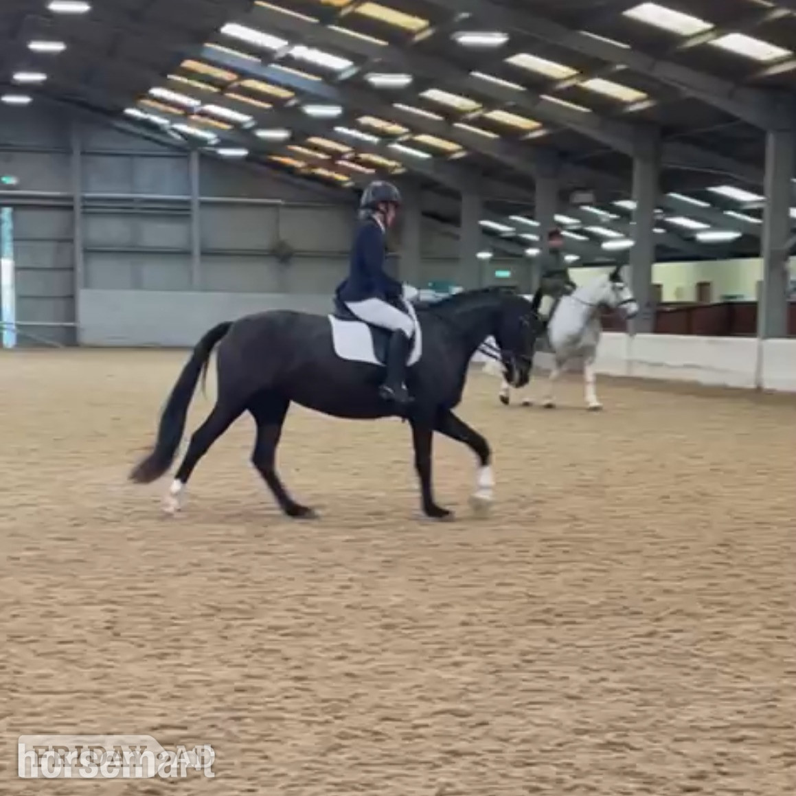 "Havana " Dark Bay Mare Dressage Horse