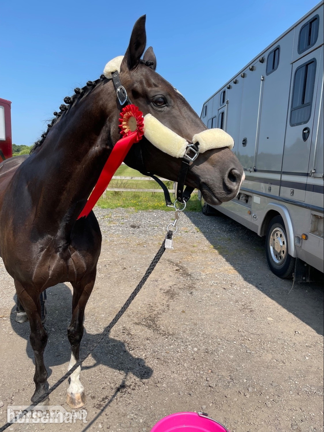 St Helens "Havana " Dark Bay Mare Dressage Horse