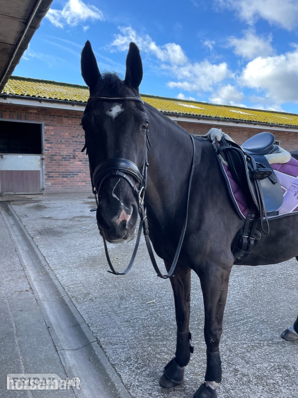 "Havana " Dark Bay Mare Dressage Horse - Horses in St Helens