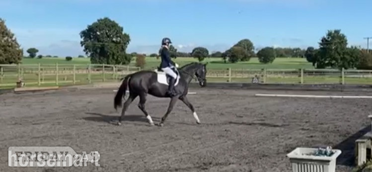 "Havana " Dark Bay Mare Dressage Horse - Horses