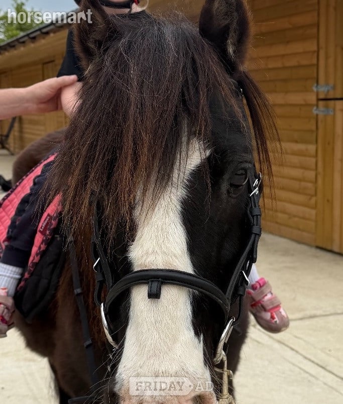 Windsor "Danny" Black Gelding Lead Rein/First Ridden Pony