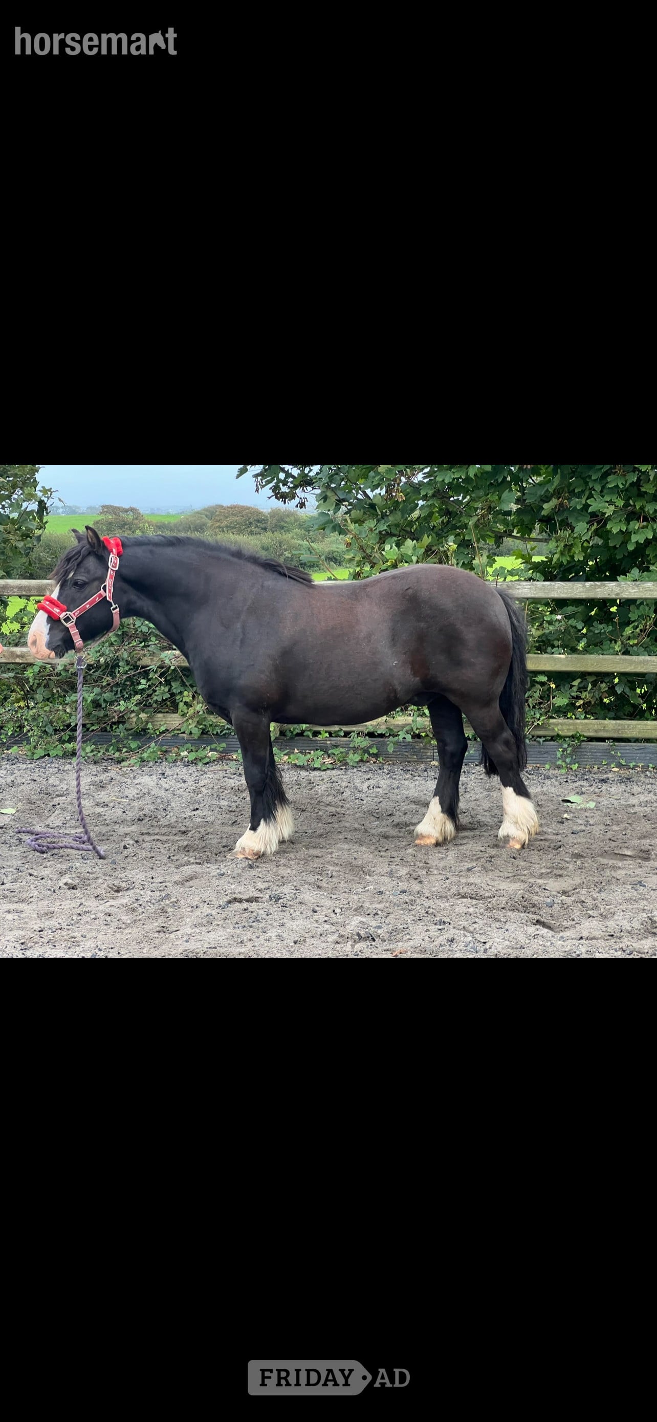 "Danny" Black Gelding Lead Rein/First Ridden Pony - Horses