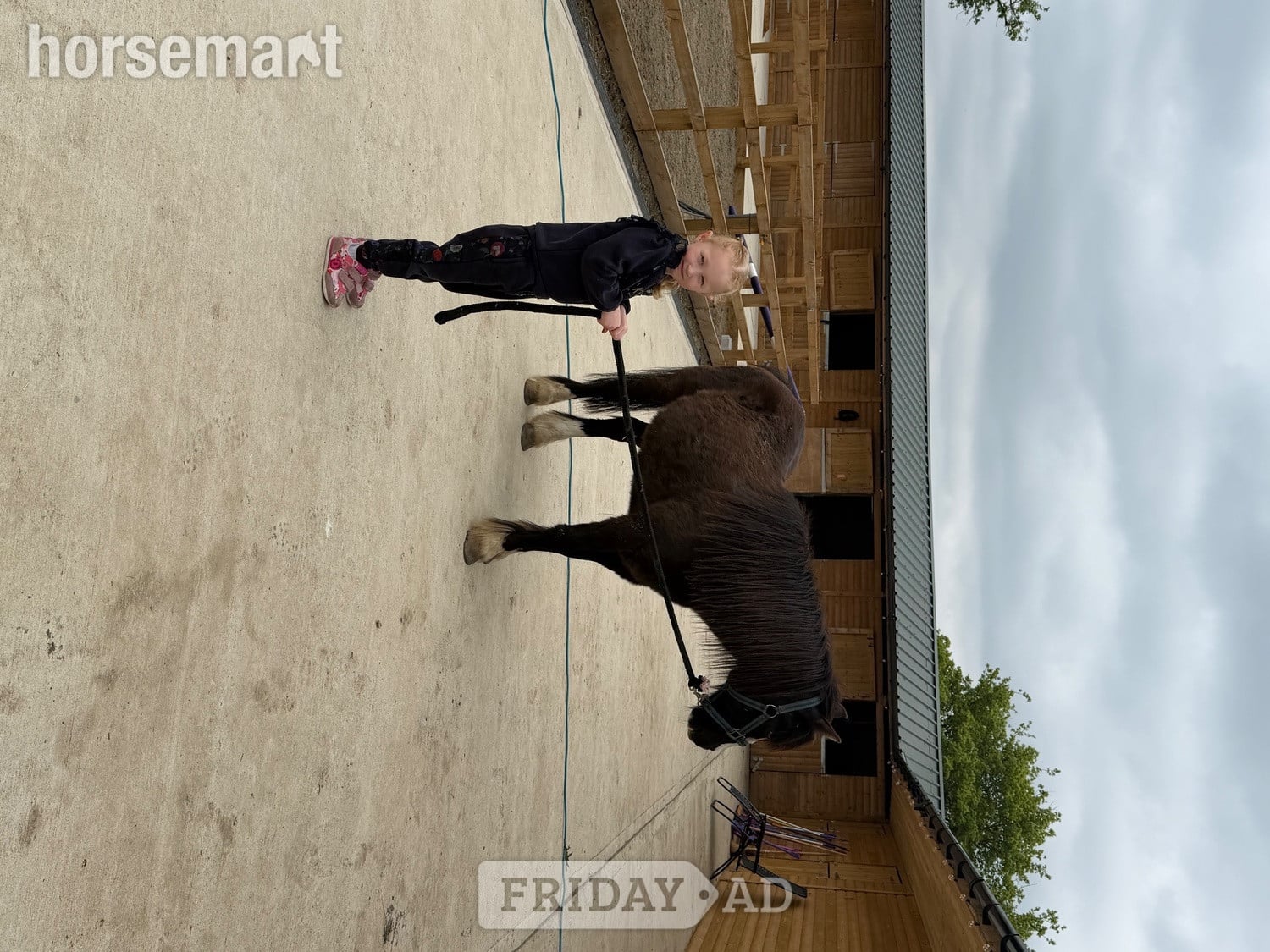 "Danny" Black Gelding Lead Rein/First Ridden Pony - Horses in Windsor