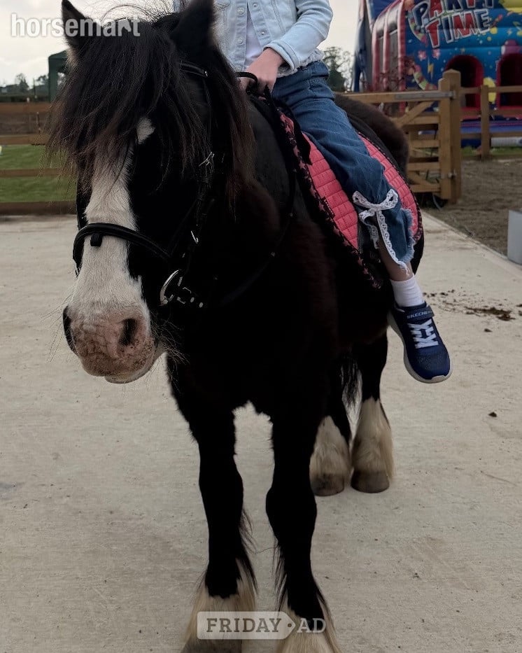 "Danny" Black Gelding Lead Rein/First Ridden Pony in Windsor