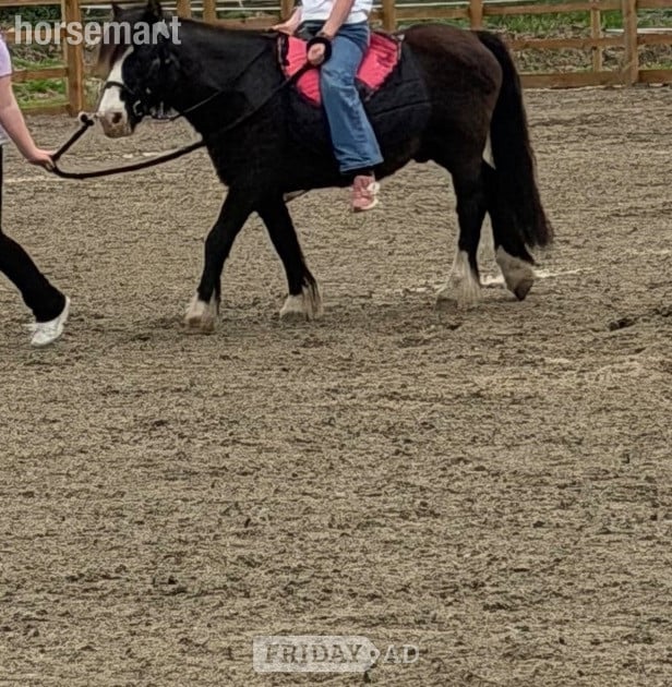 "Danny" Black Gelding Lead Rein/First Ridden Pony