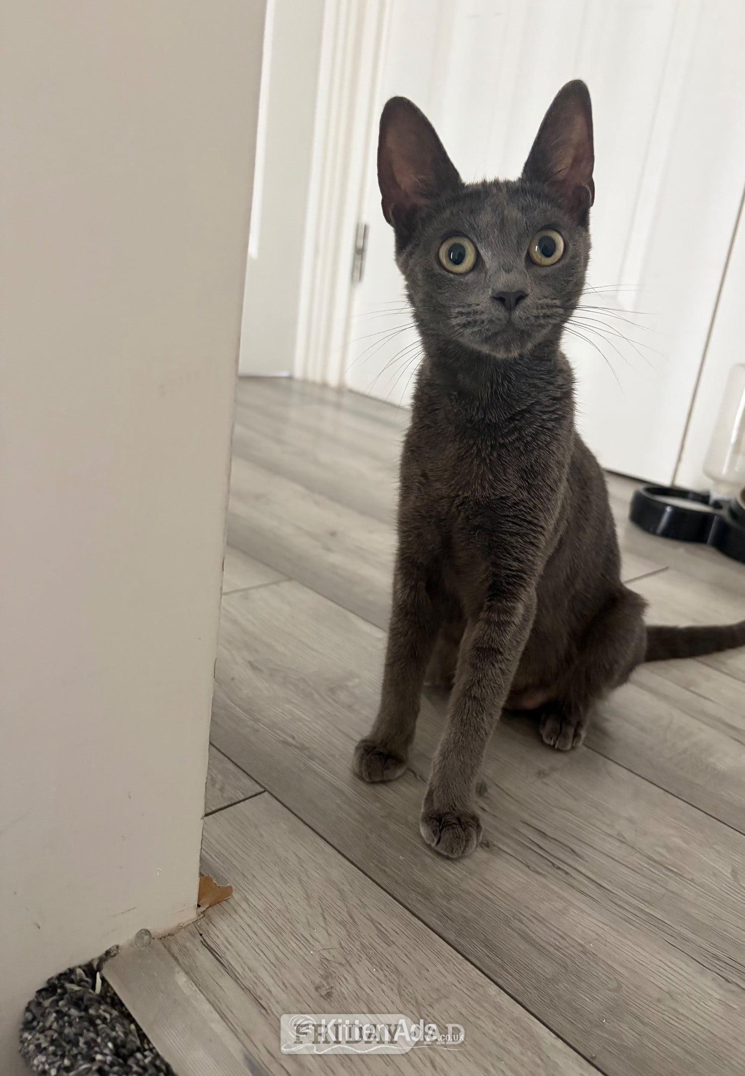 Mixed breed grey kittens  in Rotherham