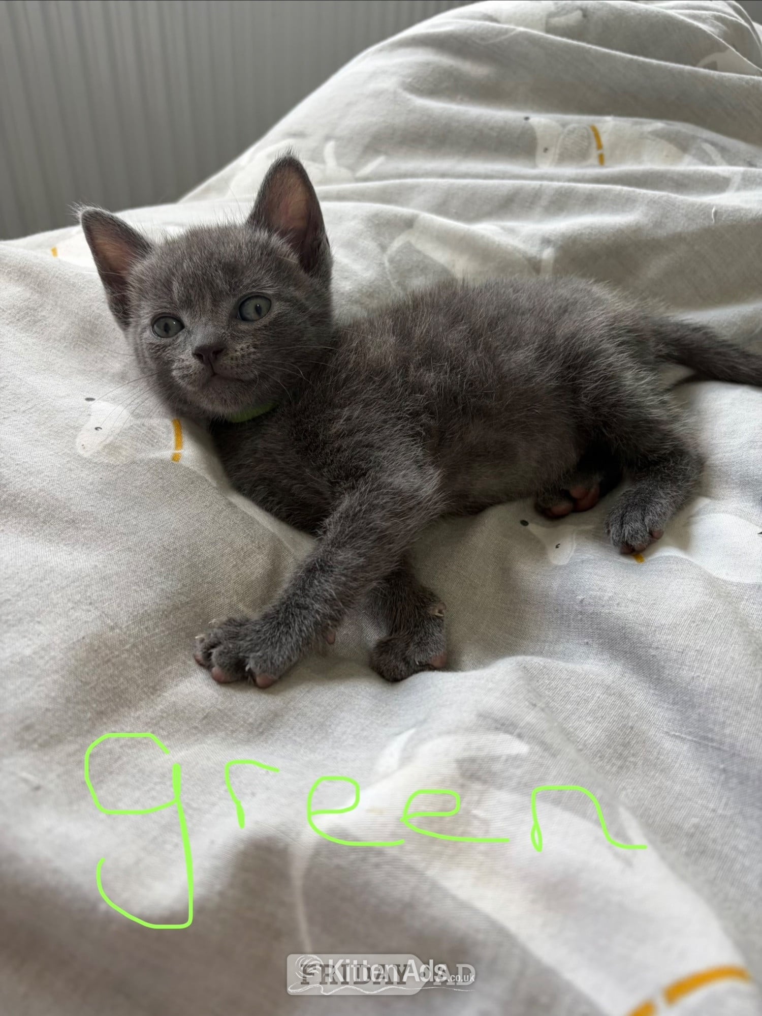 Mixed breed grey kittens 