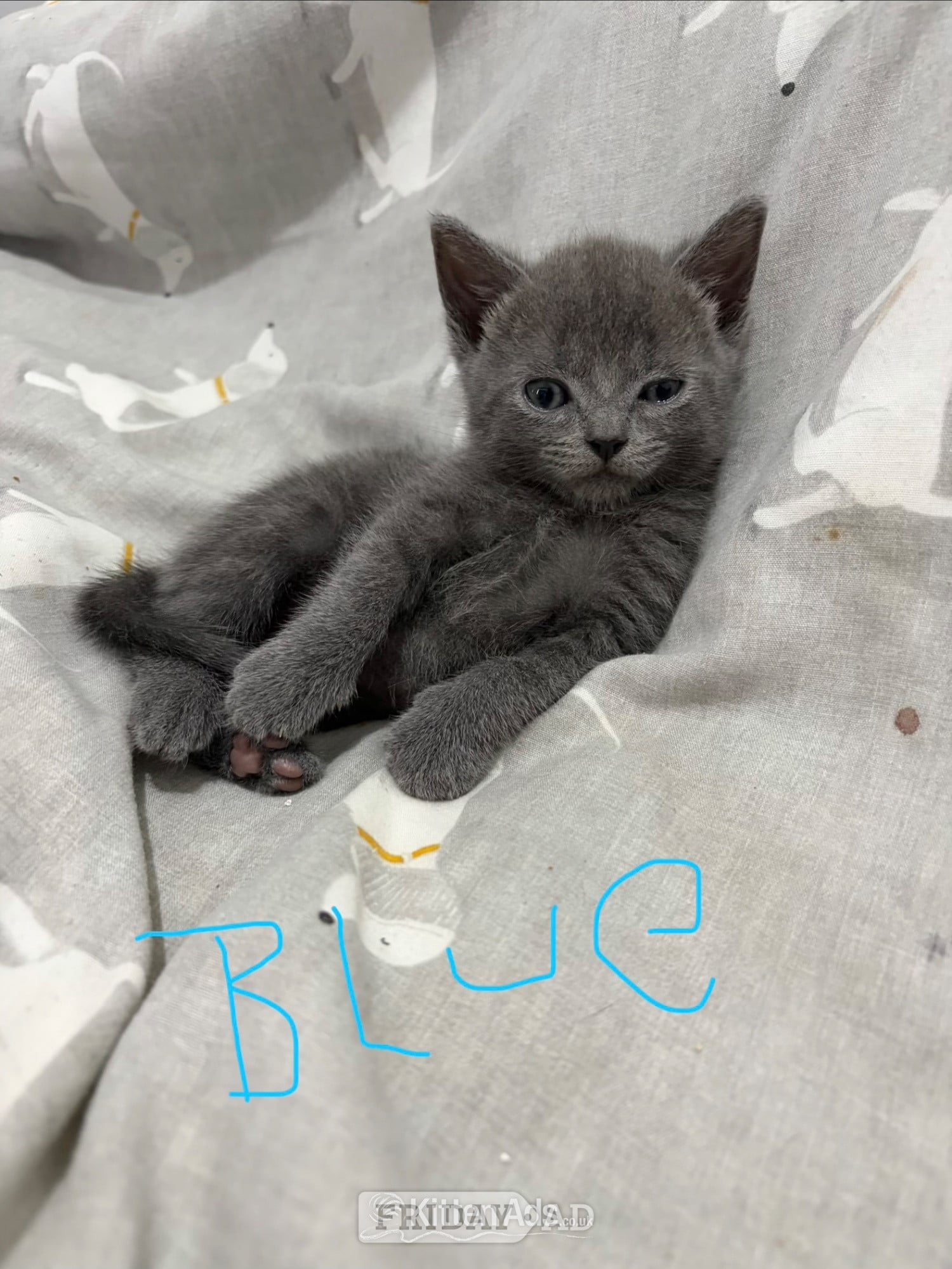 Rotherham Mixed breed grey kittens 