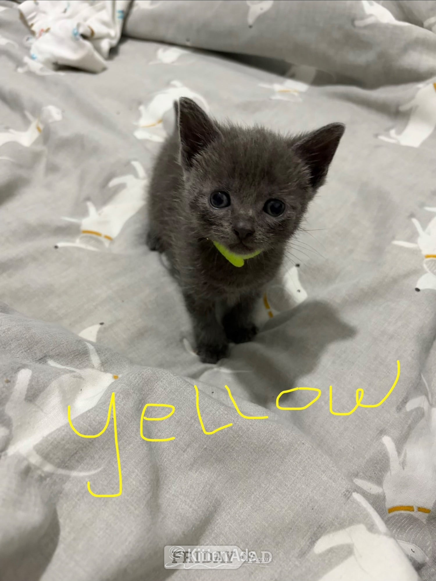 Mixed breed grey kittens  - Cats & Kittens in Rotherham