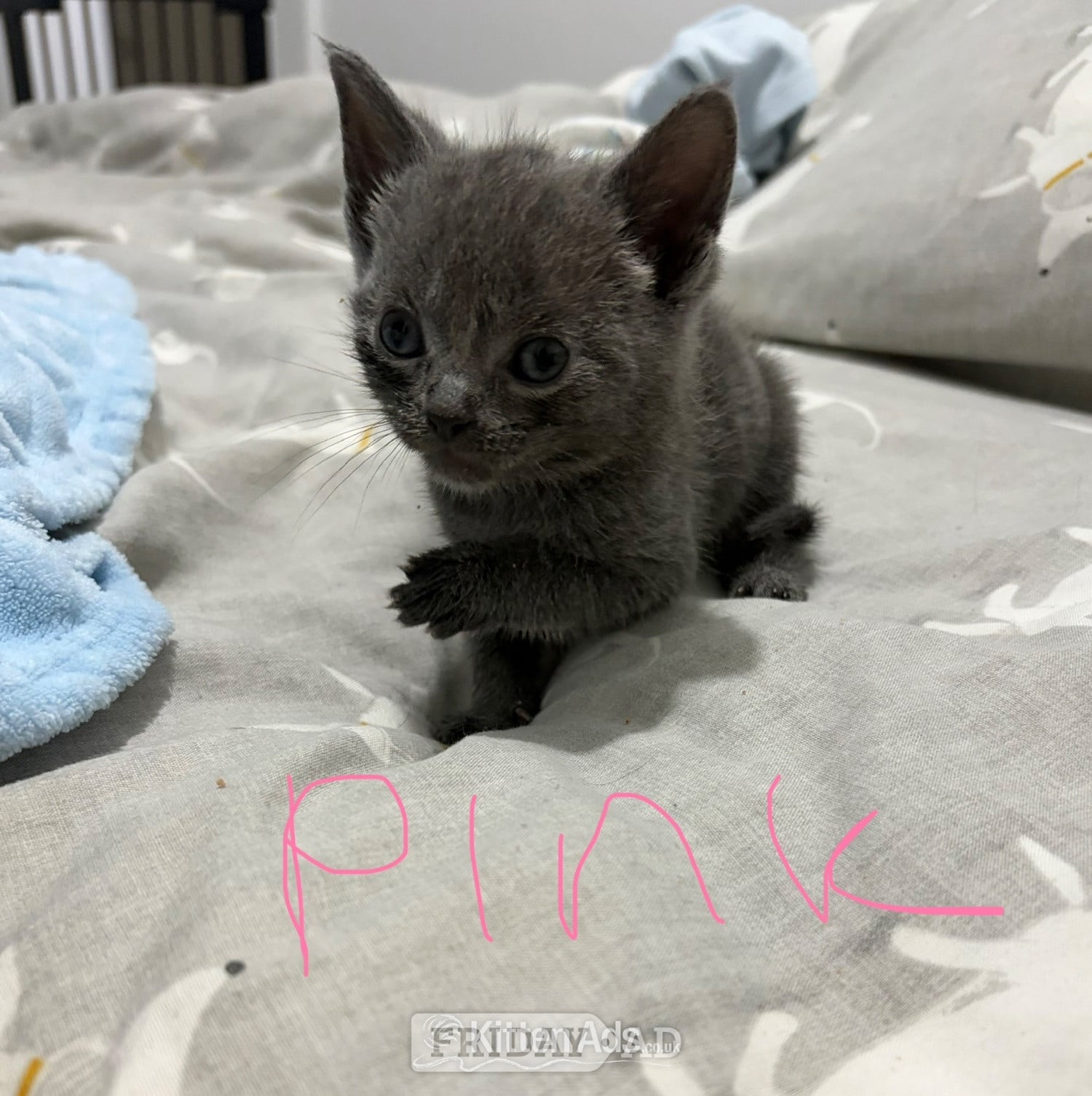 Mixed breed grey kittens  - Cats & Kittens